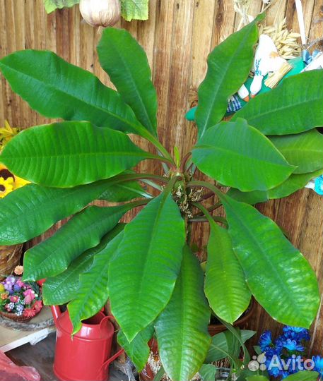 Замиокулькас