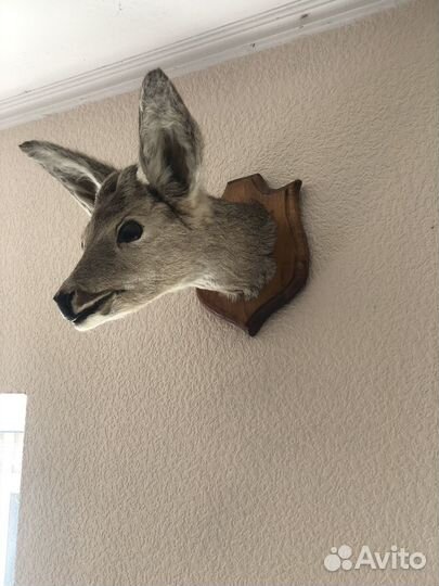 Чучело косуль