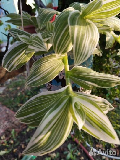 Пеларгония герань, традесканция