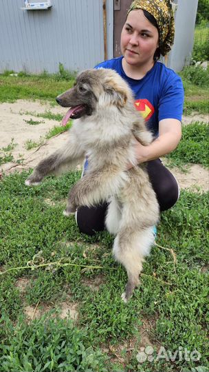 Молодая девочка в добрые руки