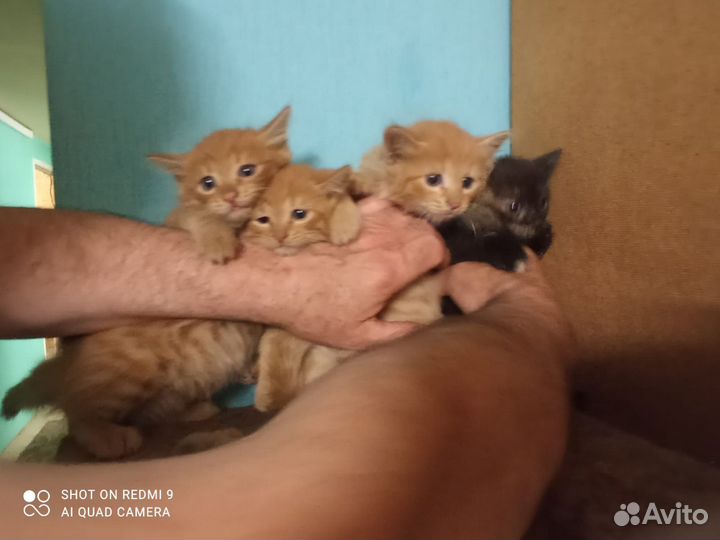 Котята