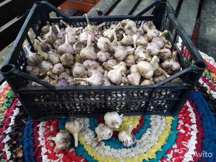Продам чеснок