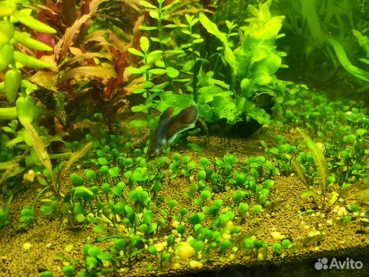 Рыбка петушок самцы и самки