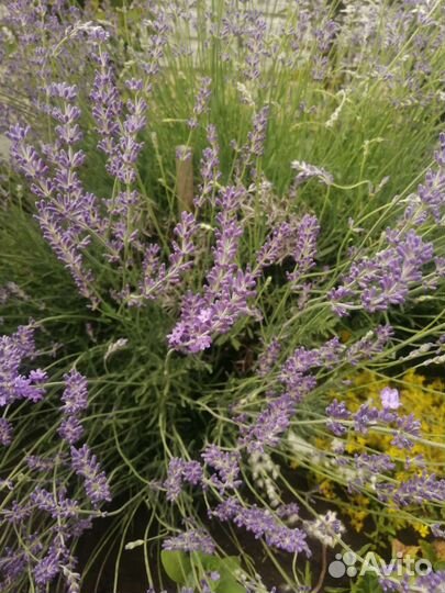 Лаванда
