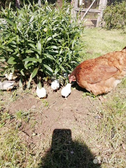 Цыплята несушки