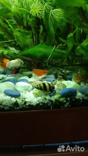 Улитки Хилена