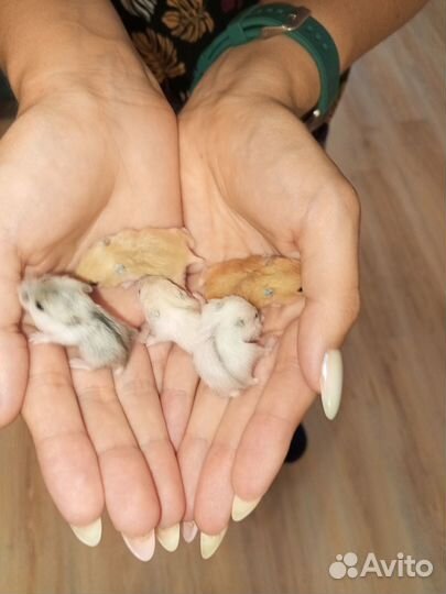 Продам Хомяков джунгарский