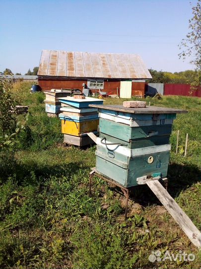 Пчелосемьи с ульями