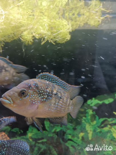 Аквариумные рыбки