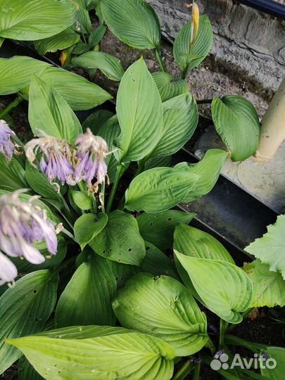 Хоста растение