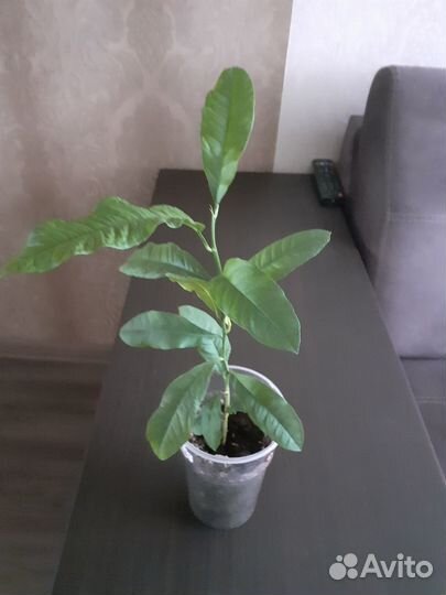 Лимонное дерево
