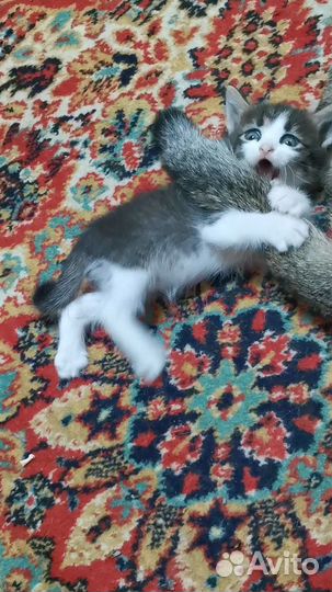 Котята мальчики ищут дом