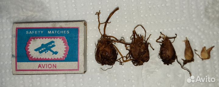 Азиатские и гибридные лилии