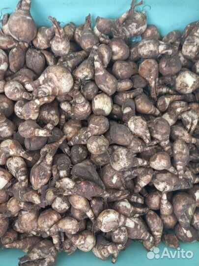 Нарцисс махровый Истертайд