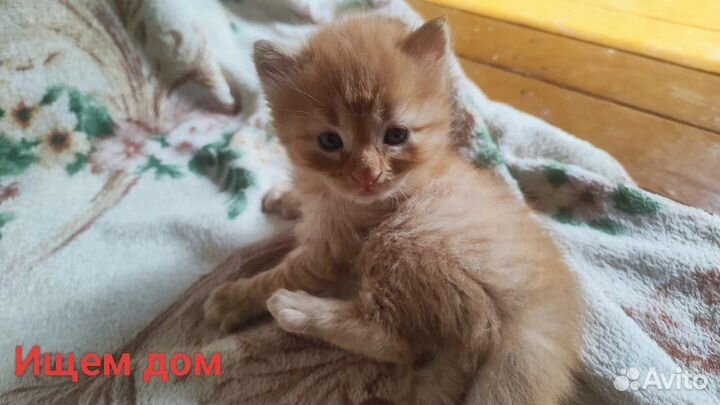 Котята в добрые руки