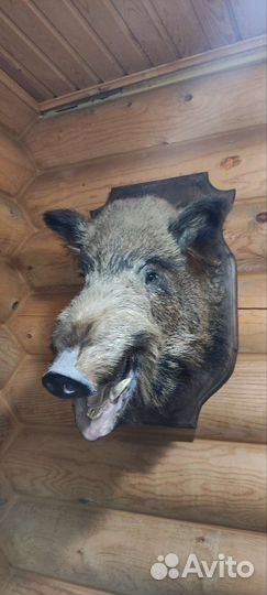 Чучело головы кабана