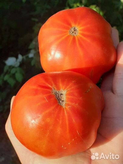 Семена низкорослых томатов для открытого грунта