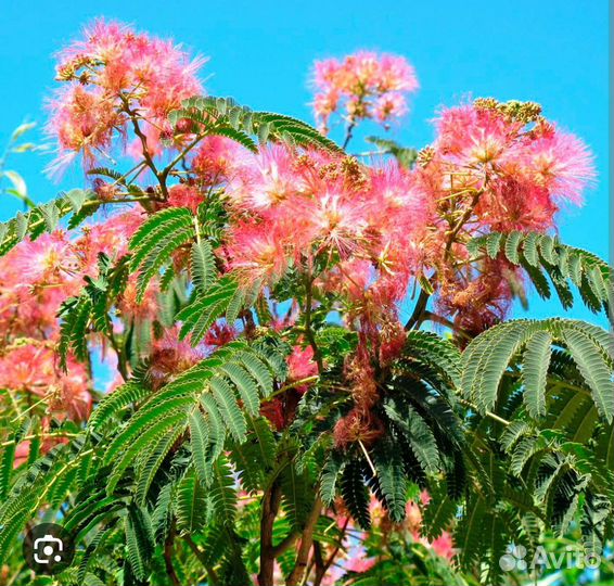 Альбиция ленкоранская