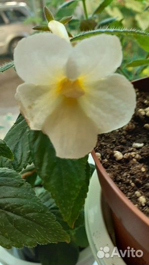 Ахименессы