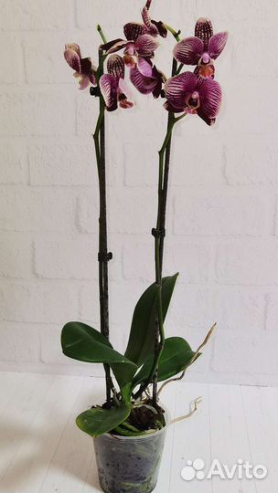 Редкая Орхидея фаленопсис Фантом Рэд