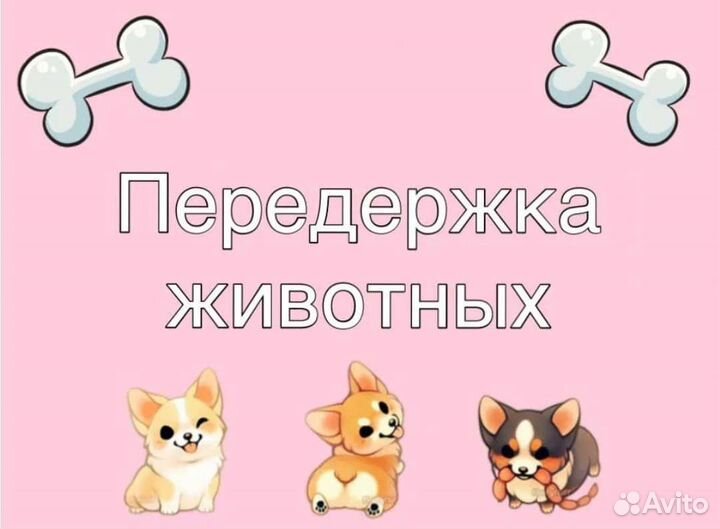 Передержка животных