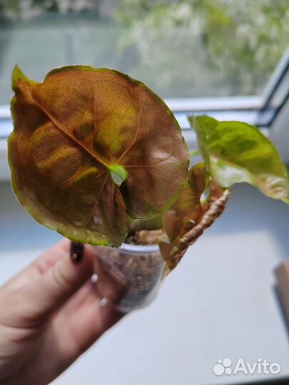 Сингониум клубничный лед galaxy