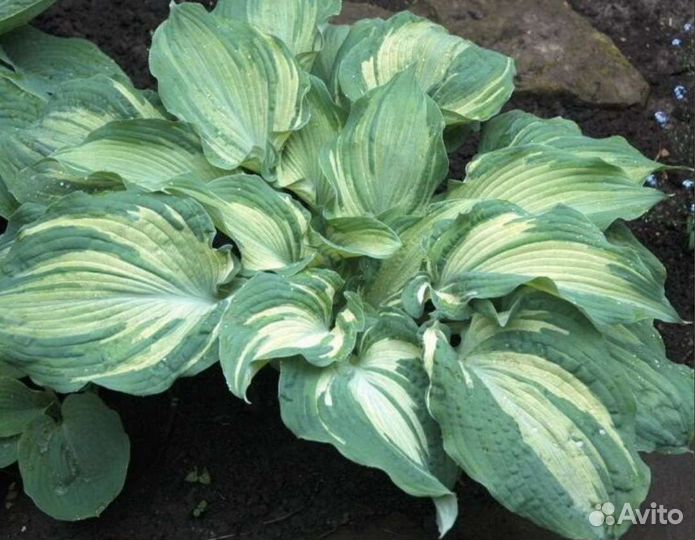 Хоста Гардиан Энжел