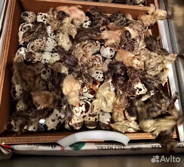 Инкубационное яйцо перепелки