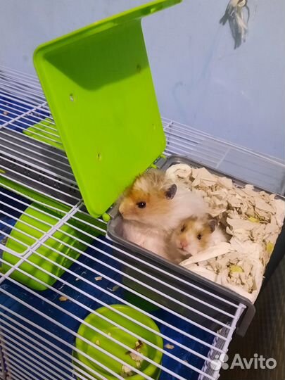 Хомяк-пробник с клеткой