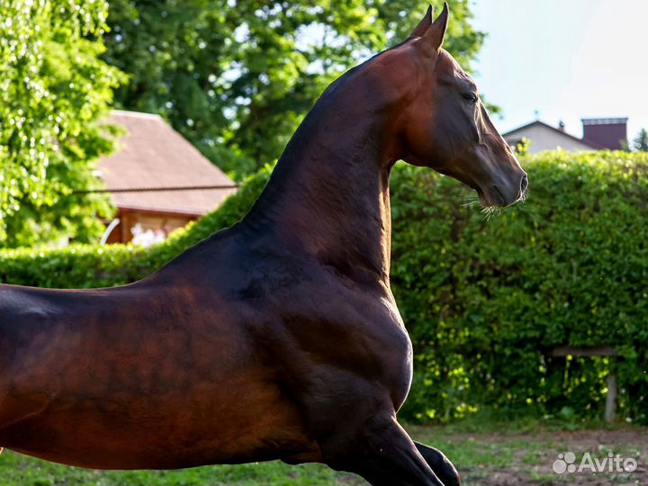 Продажа ахалтекинских лошадей