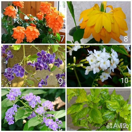 Дуранты, пентасы, клеродендрум, бугенвиллии