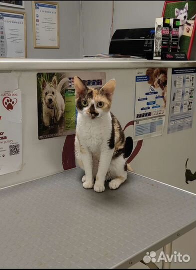 Сокращение питомника 5 животных Девон-рекс