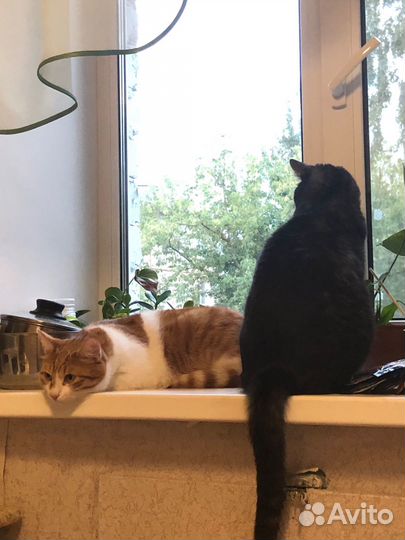 Передержка животных