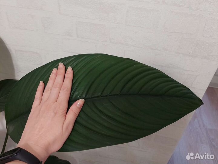 Спатифиллум Сенсация и Шопен