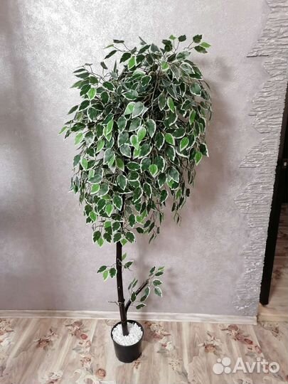 Фикус бенджамина манго макломе орхидея