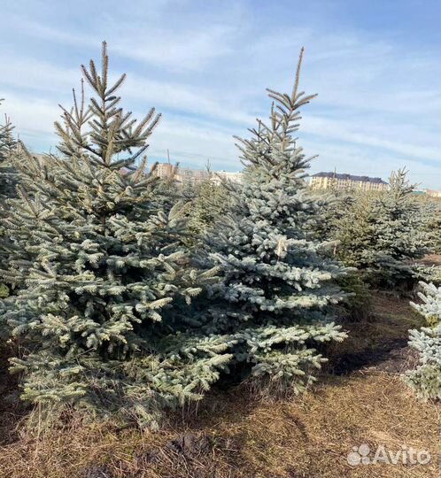 Ель голубая 53см и др