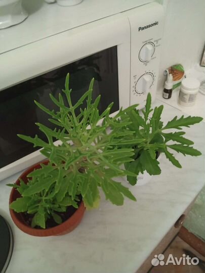 Излишки Комнатных Растений