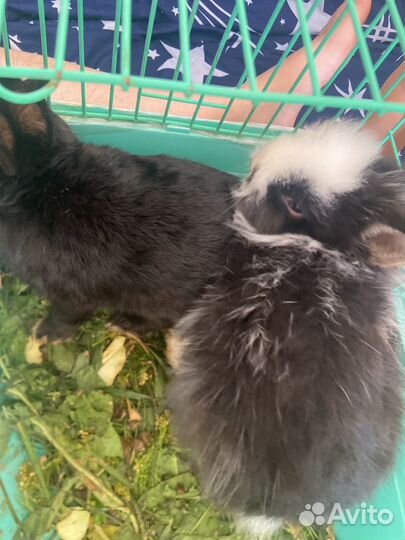 Мини кролик