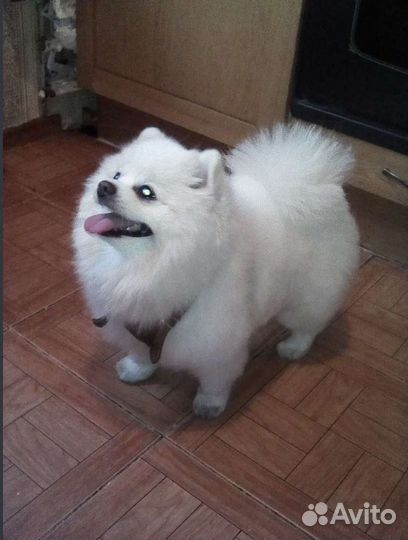 Стрижка собак с выездом на дом