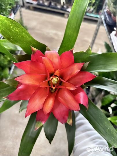 Гузмания Фиеро