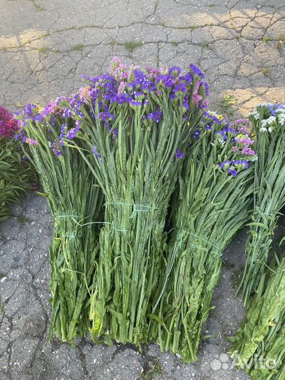 Статица сухоцвет