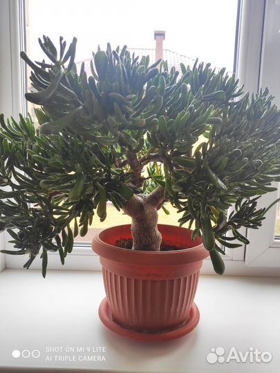 Крассула хоббит