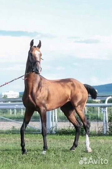 Продажа ахалтекинских лошадей