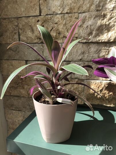 Традесканция Рео