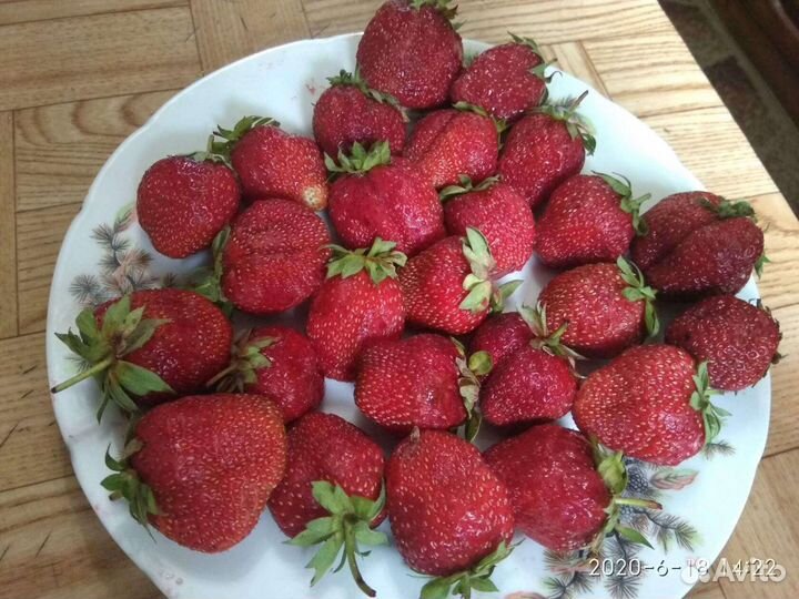 Саженцы плодово-ягодных