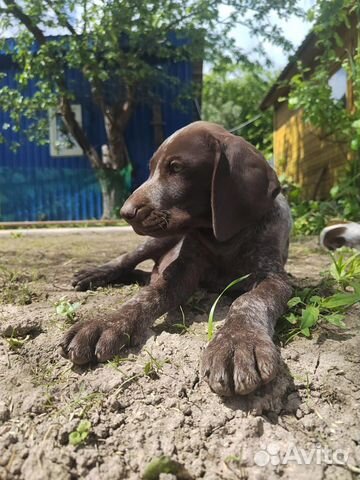 Курцхаар щенок