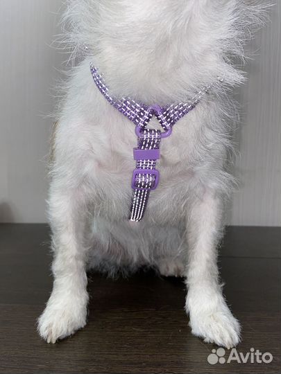 Анатомическая шлейка для собаки