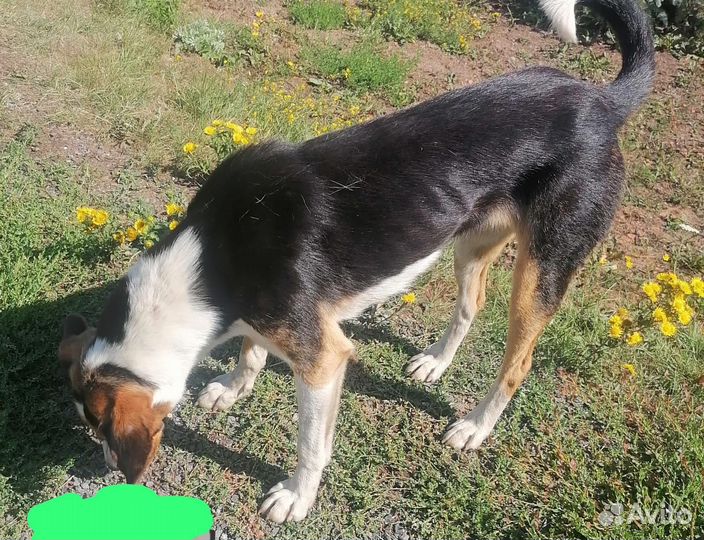 Собака в добрые руки