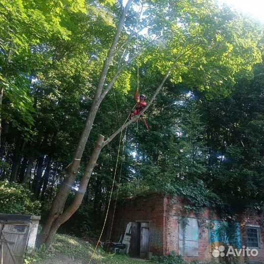 Спил деревьев, валка деревьев