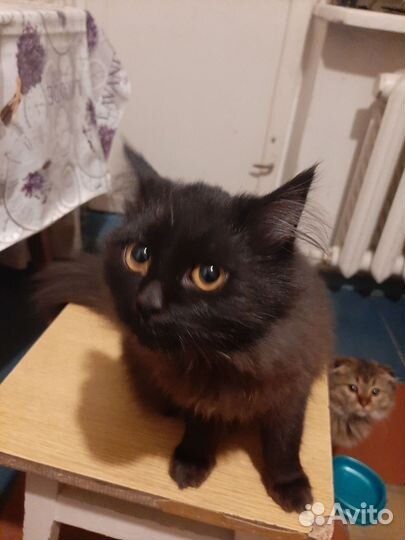 Коты в добрые руки